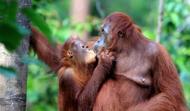 Bilim insanları: Dudak dudağa öpüşmeye 21 milyon yıl önce başladık