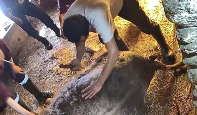 Hamile ineğe anestezisiz sezaryan yapıp ölümüne neden olanlar hakkında suç duyurusu!