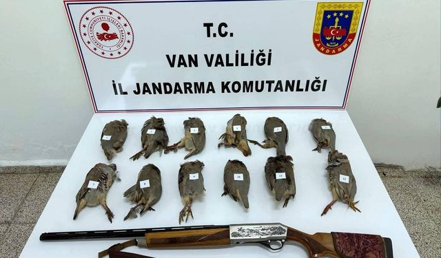 Durdurulan araçta ruhsatsız av tüfeği ile vurulmuş 12 kınalı keklik ele geçirildi