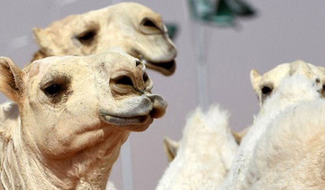 Deve güzellik yarışmasında 'botoks' skandalı: 20 deve diskalifiye edildi