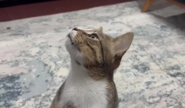 Dört yıldır kusan kedinin midesinden çıkan şok etti!