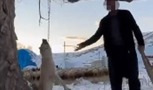 'Çok yemek yiyor' dediği köpeğini ağaca asıp öldürdü: Gözaltına alındı