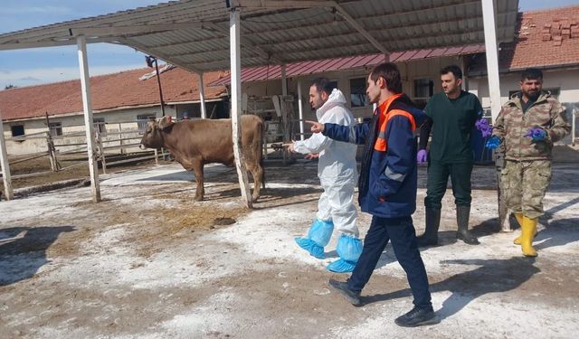 Malatya TİGEM'de şap hastalığı