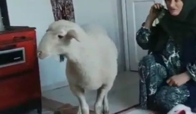 Firari koyun 'Tarçın', bulundu