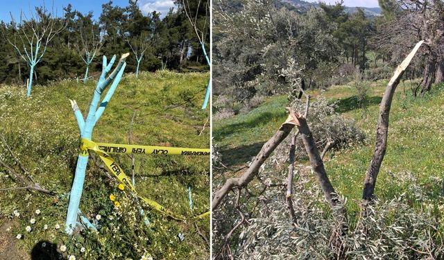 Aydın'da 700 incir ve zeytin ağacı kimliği belirsiz kişilerce kesildi!