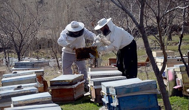 Kovana bakım yaparken boğazından arı sokan yaşlı adam kurtarılamadı!