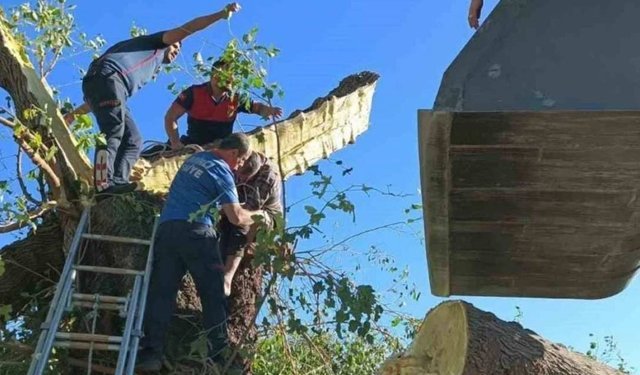 Kestiği ağacın altında kalarak hayatını kaybetti