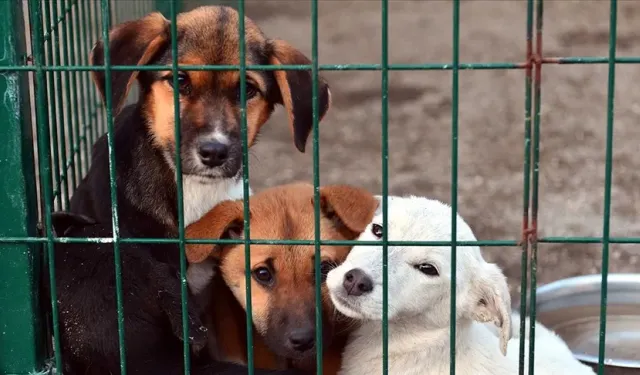 81 ilde barınaklar dahil sokak köpeği denetimi yapılacak