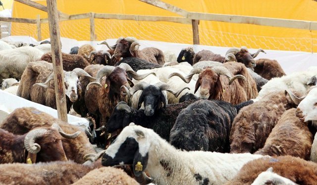 Kurban Bayramı öncesi sıkı denetim: Sokakta kesime ağır ceza