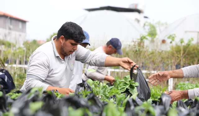 Muğla Dalaman'da üreticilere fide desteği sağlandı