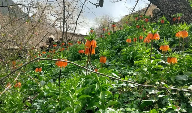 Endemik çiçeği koparmanın bedeli 700 bin TL!