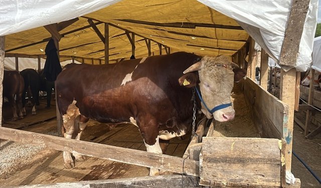 1 tonluk kurbanlık boğa ‘Şampiyon’, 420 bin TL’den satışa çıkarıldı