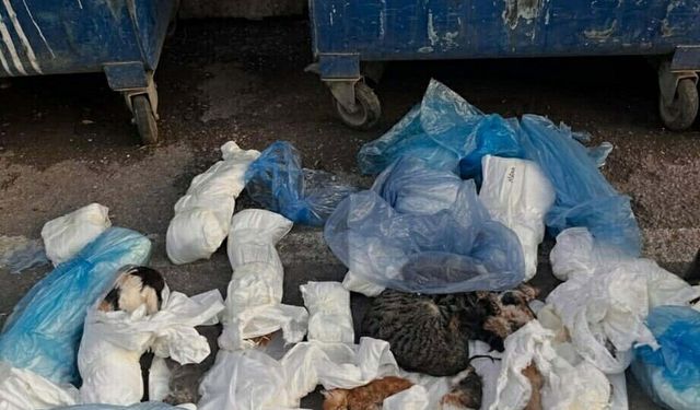 33 kedinin ölü bulunmasına ilişkin veteriner hekimin serbest bırakılmasına itiraz