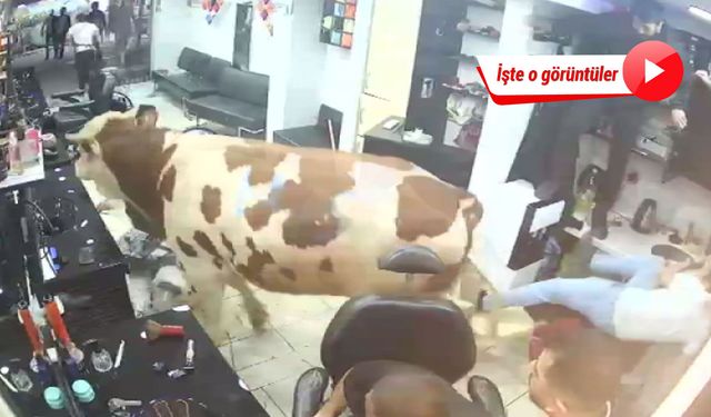 Kaçan kurbanlık boğa kuaför salonuna girdi, ortalık savaş alanına döndü!