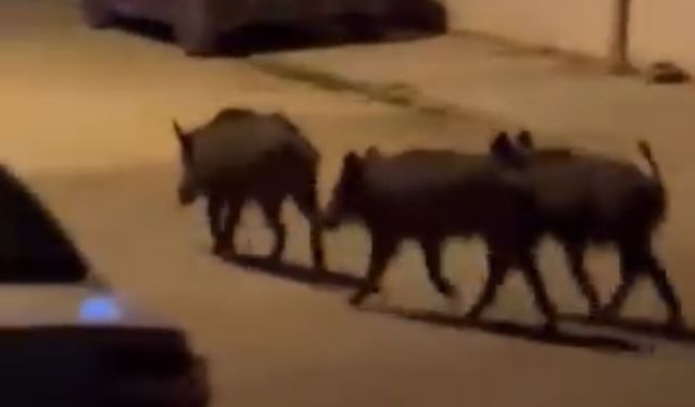 Aç kalan domuz sürüsü mahalleye indi!