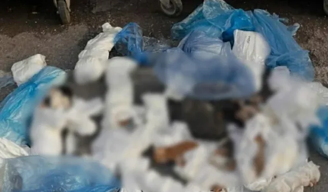 İzmir'de 33 kedi çöpte ölü bulunmuştu: Gözaltına alınan şüpheli adliyeye sevk edildi