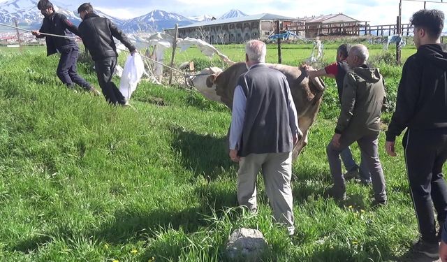 Kurban kesimi sırasında kalp krizi geçiren kişi hayatını kaybetti!