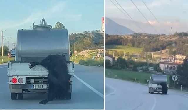 Kurbanlık hayvanı kamyonetten sarkıtarak taşıyan sürücüye para cezası!