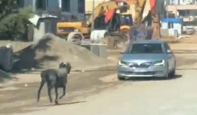 Sahibinin elinden kaçan kurbanlık koç, zor anlar yaşattı: İşte kamera görüntüleri