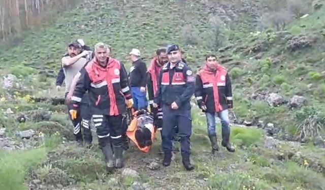 Mantar toplarken ayı saldırısına uğradı!