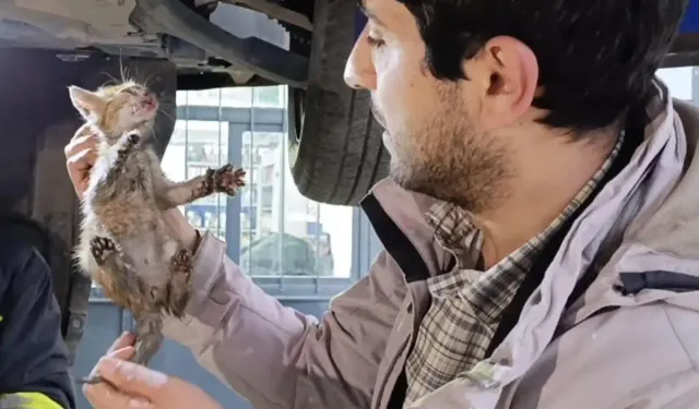 Otomobilin motor bölümüne giren kedi sanayide çıkarıldı
