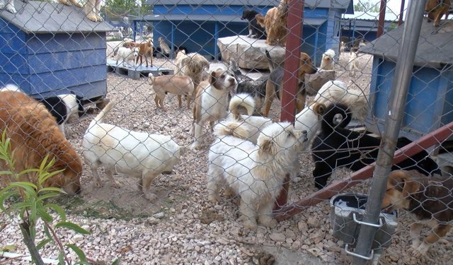 Pandemide sahiplenilen hayvanlar sokaklara terk edildi: Barınakta yer kalmadı!