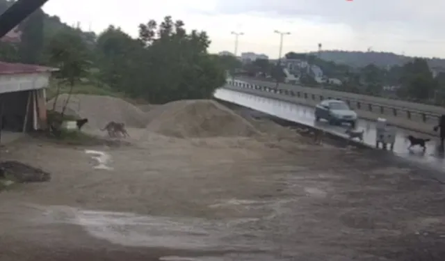Ankara'da yaşlı kadına başıboş köpekler saldırdı