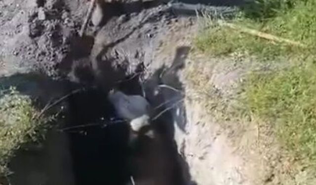 Define aramak için kazılan çukura düşen inek kurtarıldı