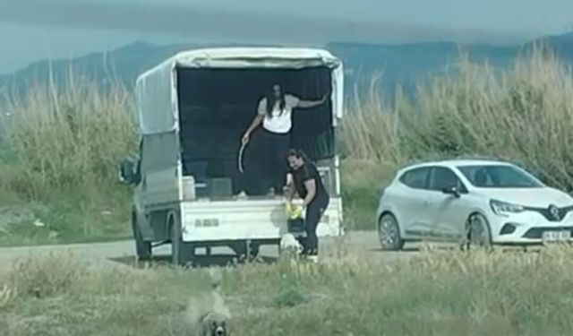 Kuşların doğal yaşam alanına kamyonetle çok sayıda köpek bıraktılar