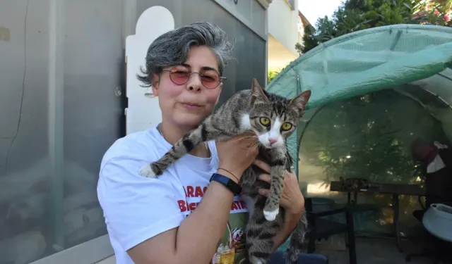 6 milyonda 1 görülen vaka: 'Erkek kedi doğum yaptı'