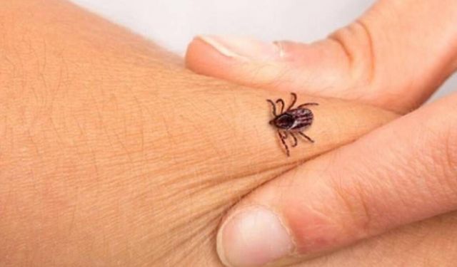 Çorum'da 57 yaşındaki kadın keneden öldü