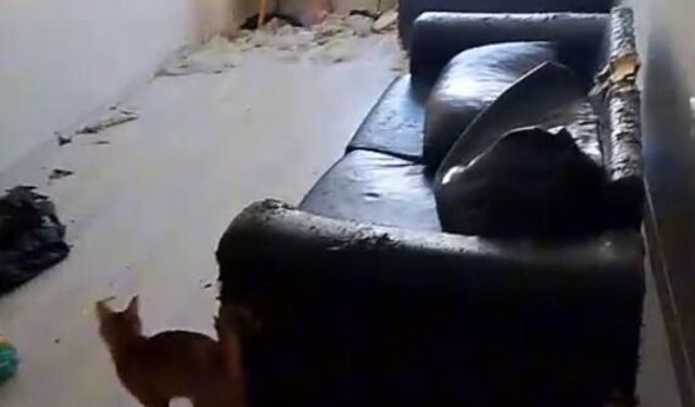 Savcılık kararıyla girilen çöp evdeki 6 kedi koruma altına alındı