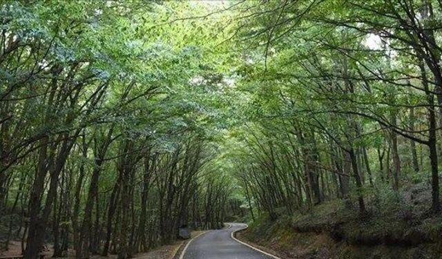 Bolu'da ormanlık alanlara girişler 30 Eylül'e kadar yasaklandı