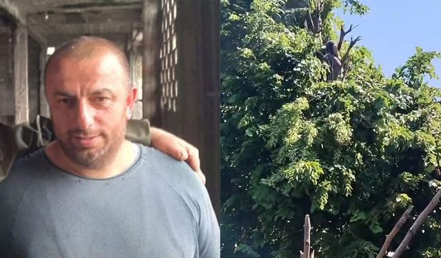 Budamaya çıktığı ağaçta akıma kapılıp öldü