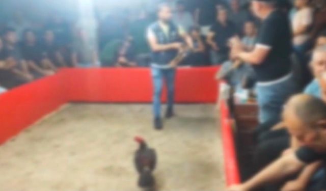 Hayvanları Koruma Derneği kurup horoz dövüştürdüler!