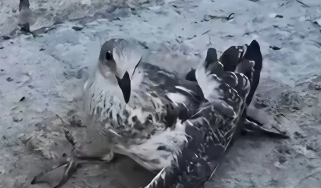 Üsküdar'da martıya eziyet eden şüpheli sınır dışı edilecek