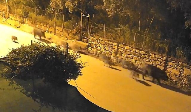 Yaban domuzu sürücü şehir merkezine indi