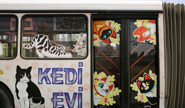Ankara Büyükşehir Belediyesi'nden kedilere özel merkez