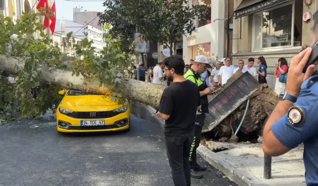 Araçların üzerine ağaç devrildi, yol trafiğe kapatıldı