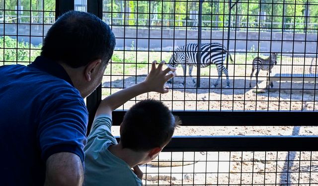 Atatürk Çocukları ve Doğal Yaşam Parkı'nda yavru zebra sevinci