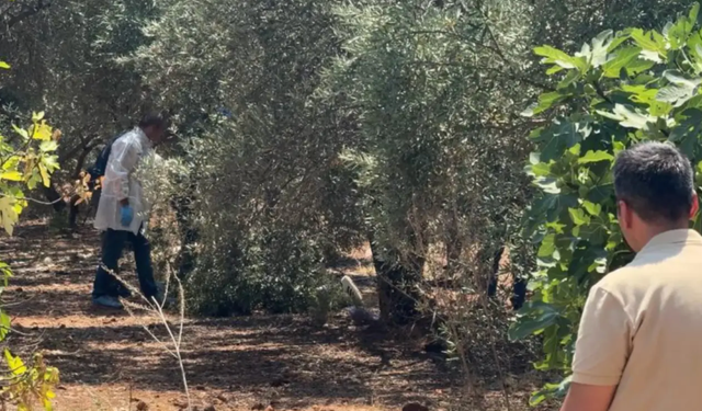Zeytinlik alanda elleri arkadan bağlı olan bir genç ölü olarak bulundu