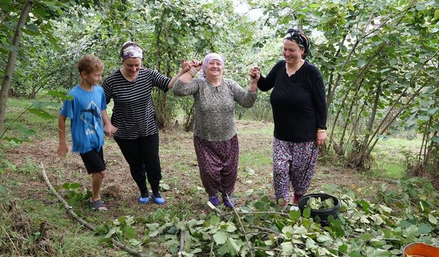 Karadeniz'de horonlu türkülü fındık hasadı!