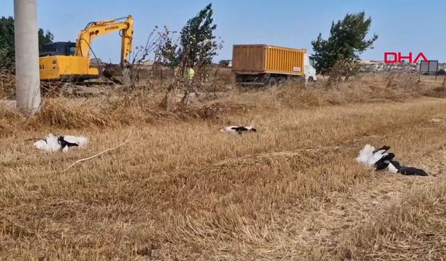 30 leylek elektrik direklerinde akıma kapılarak öldü