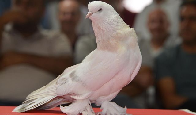 Bu güvercinin fiyatı lüks otomobilden pahalı!