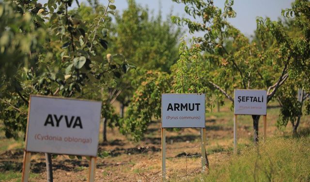 Keçiören Belediyesi kendi ürettiği sebze ve meyveleri konukevi mutfağına taşıyor