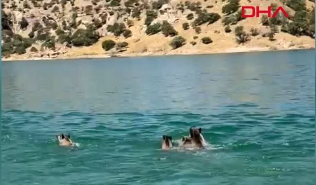 Baraj gölünü yüzerek geçen yaban domuzu sürüsü kamerada