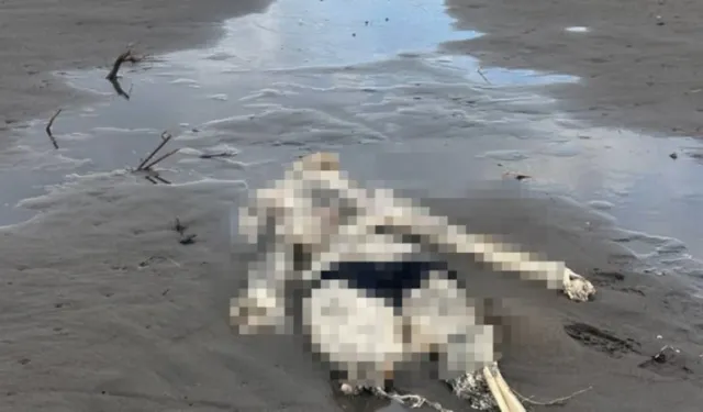 Samsun'da sahilde insan iskeleti bulundu