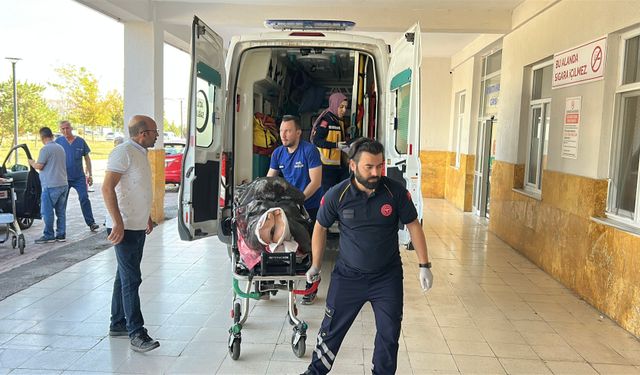 Ayı saldırısına uğrayan çoban yaralandı