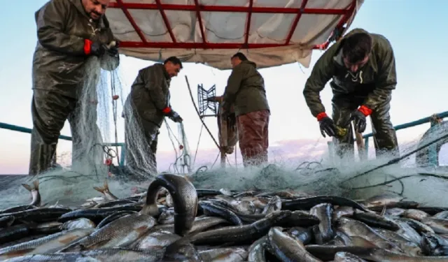 Balık fiyatları çok düşünce 'avlanmayı bırakın' çağrısı geldi!