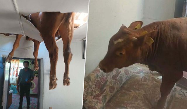 Evin çatısına düşen boğa, delinen tavanda asılı kaldı